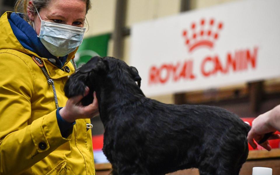 A woman wears a mask as she grooms a Miniature Schnauzer on day one of Crufts 2020 in Birmingham, England -  Jeff J Mitchell / Getty