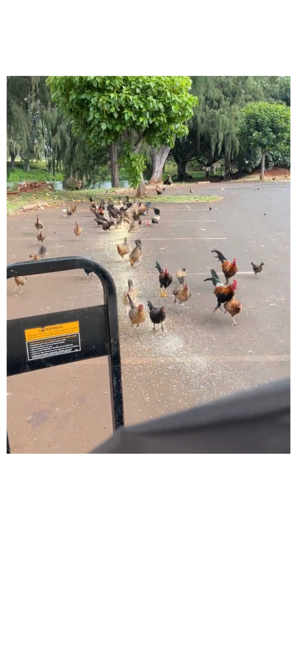 To the delight of the property's fowl, Silva lets kids drop feed during the tour.