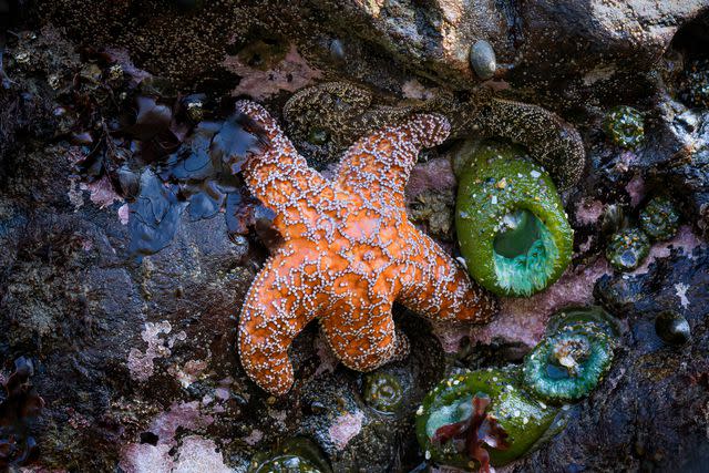 <p> Diana Robinson Photography / Getty Images</p> Tiny tube-like feet help the sea star move about a yard per minute.