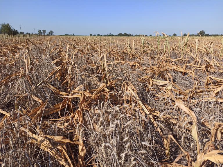 La sequía azotó al campo