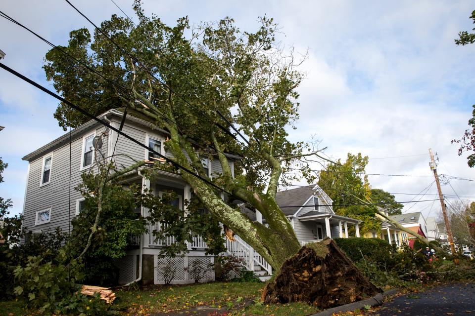 A house is trapped under a tree that toppled from strong winds on Oct. 17, 2019, in Danvers, Mass.