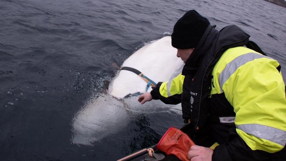 La beluga Hvaldimir