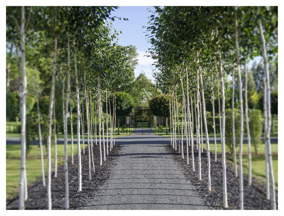 Birch Trees Guard the Church Pathway