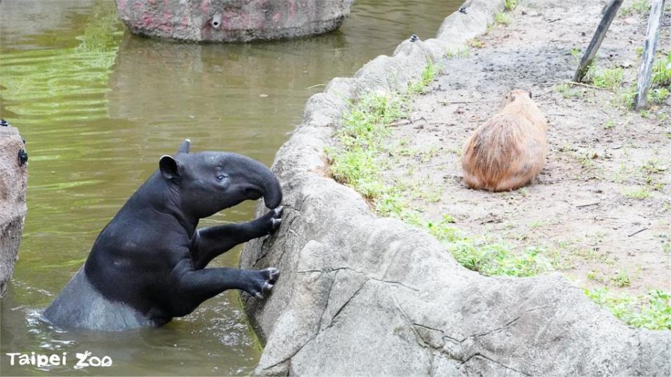 北市動物園「貘克」疑熱衰竭驟逝！插畫家馬來貘「15字告別」萬粉淚崩了