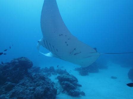 Close encounter with a Manta Ray in German Channel. Image: David Ginsburg