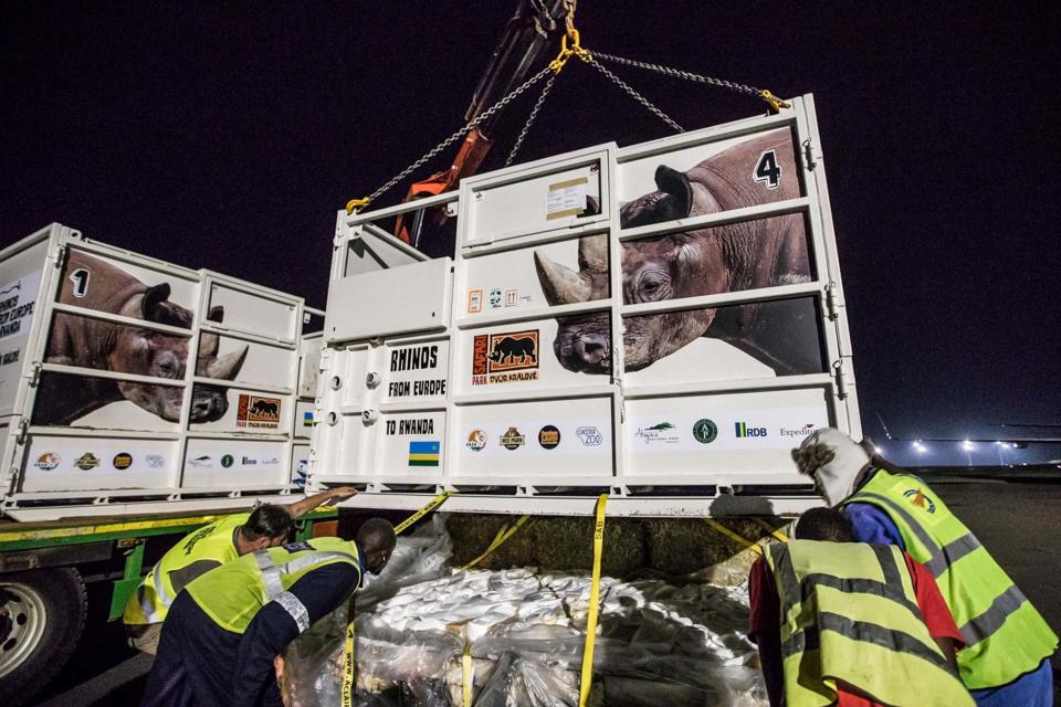 Crates containing five critically endangered eastern black rhinos are offloaded from a plane onto a truck in Rwanda. (AP)