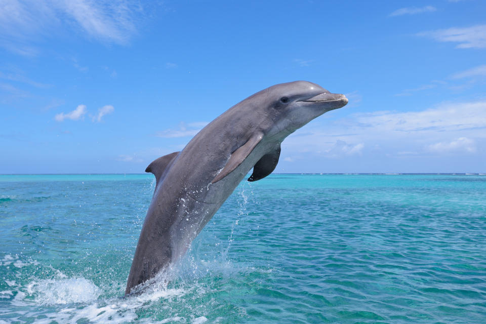 A dolphin gracefully leaps out of the ocean water against a clear sky, showcasing its agility and beauty