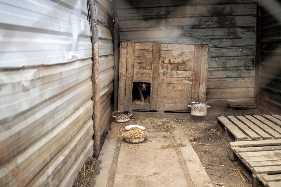 A resident at the Odesa animal shelter peeks out through his door. 
