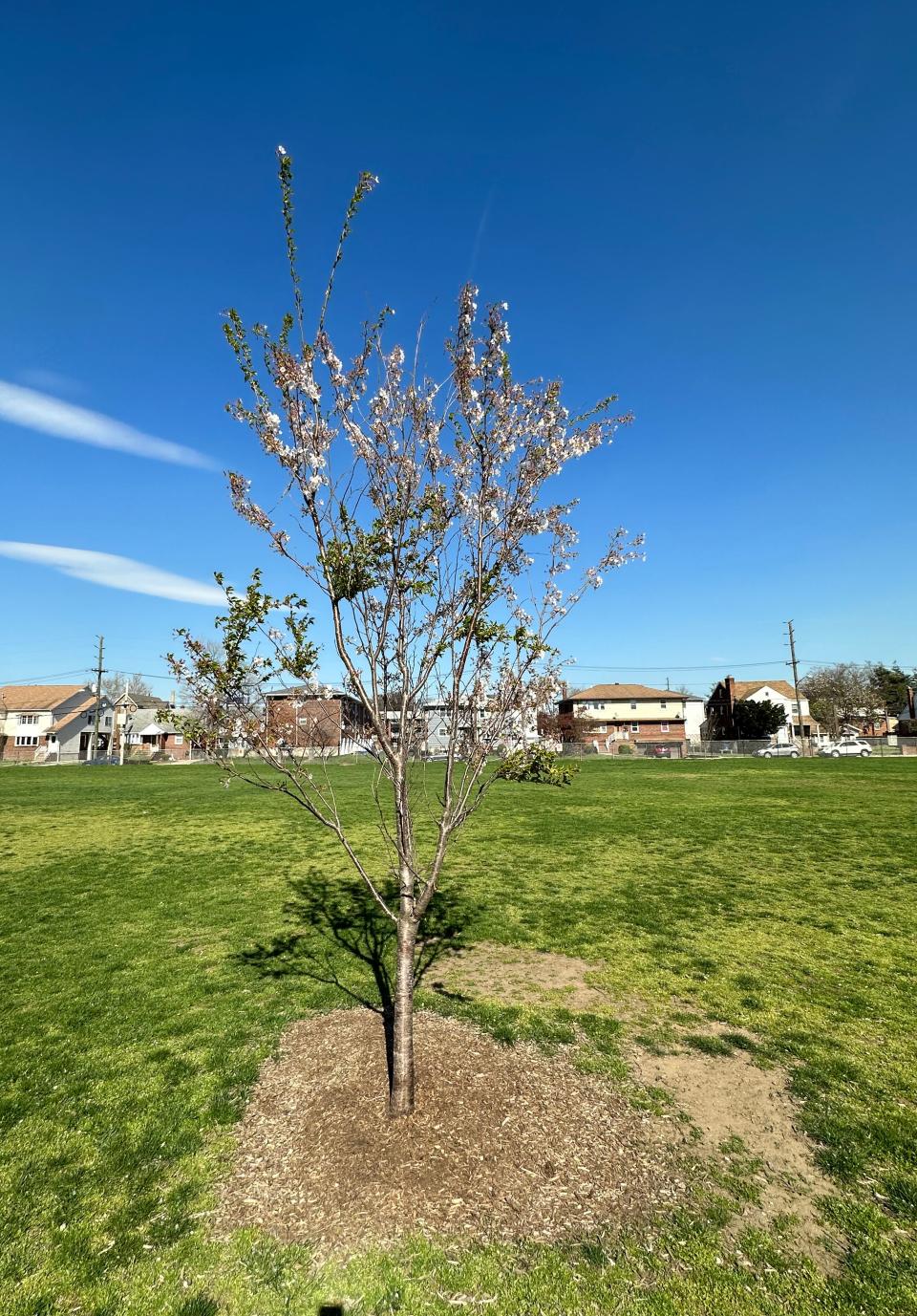  A tree is shown at Jackson Avenue School, in Hackensack. Wednesday, April 12, 2023 
