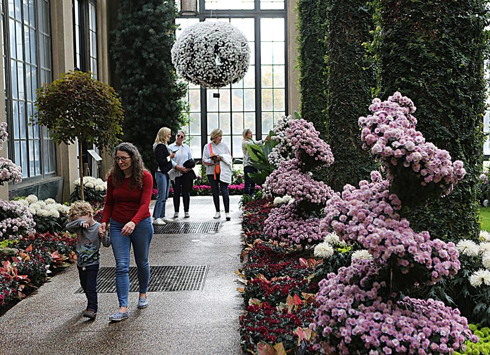 A wide variety of chrysanthemums in bloom and on display in the East Conservatory of Longwood Gardens in Kennett Square, Pa.