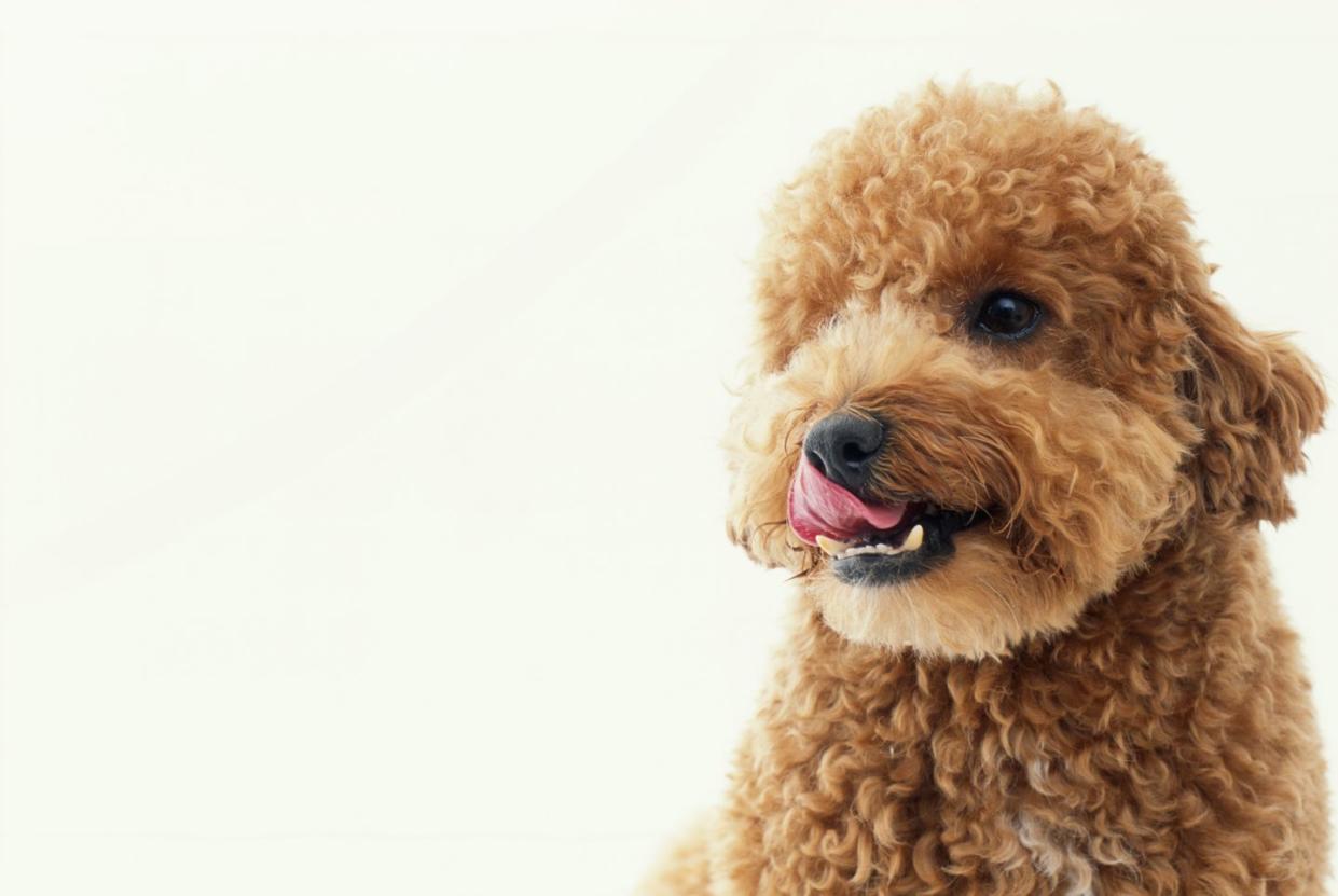 12 easiest dogs to train poodles