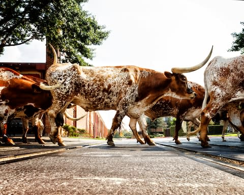 Just an ordinary day in Fort Worth - Credit: getty