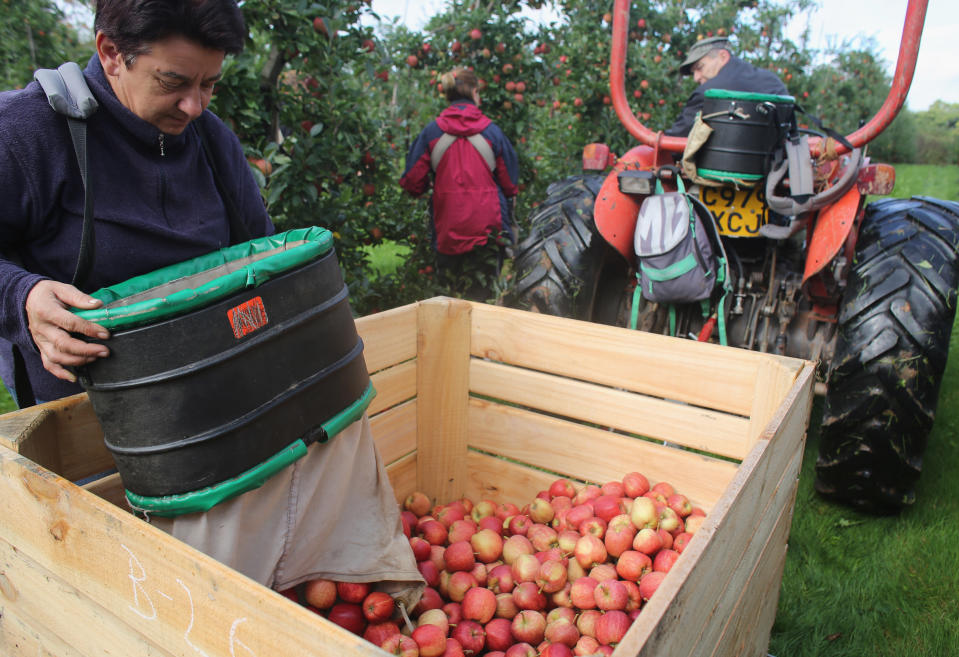 Other industries, such as agriculture, rely heavily on seasonal migrant workers (Matt Cardy/Getty Images)