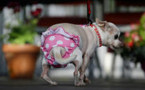 <p>Precious, a Chihuahua, competes in the World’s Ugliest Dog Contest at the Sonoma-Marin Fair Friday, June 23, 2017, in Petaluma, Calif. (Photo: Eric Risberg/AP) </p>