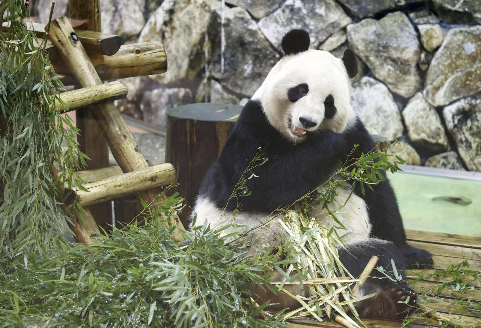 Touhin, a giant panda, chews bamboo at the Adventure World in Shirahama, Wakayama Prefecture, western Japan, Tuesday, Feb. 21, 2023. Japanese panda fans on Tuesday bid teary farewells to their idols Xiang Xiang, “super papa” Eimei and his twin daughters, Ouhin and Touhin, ahead of their departure to China, where they will live in a protected facility in Sichuan province. (Yosuke Mizuno/Kyodo News via AP)