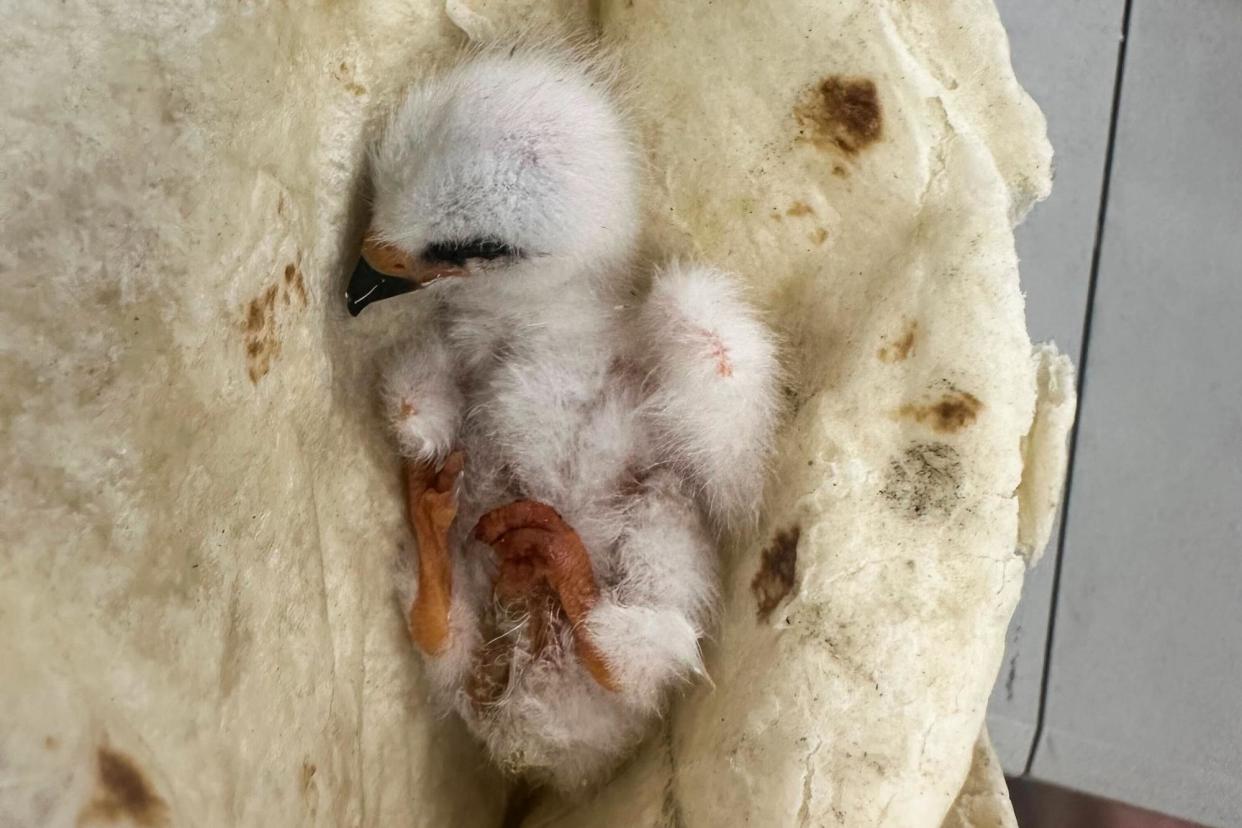 <span>The Adlong family saved a baby bird by wrapping it in a tortilla.</span><span>Photograph: Courtesy Katie Adlong</span>