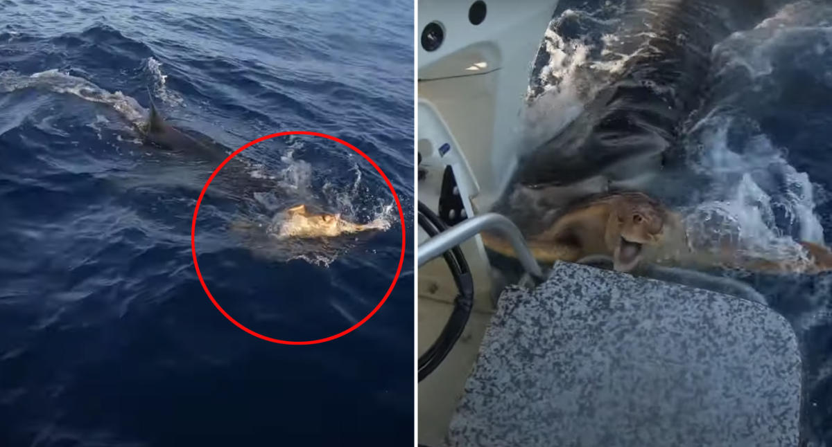 Tiger shark chases turtle to beach in wild scene caught on video - Yahoo  Sports