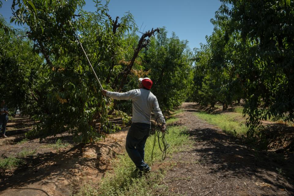 L.H. is photographed at work in a nectarine orchard.