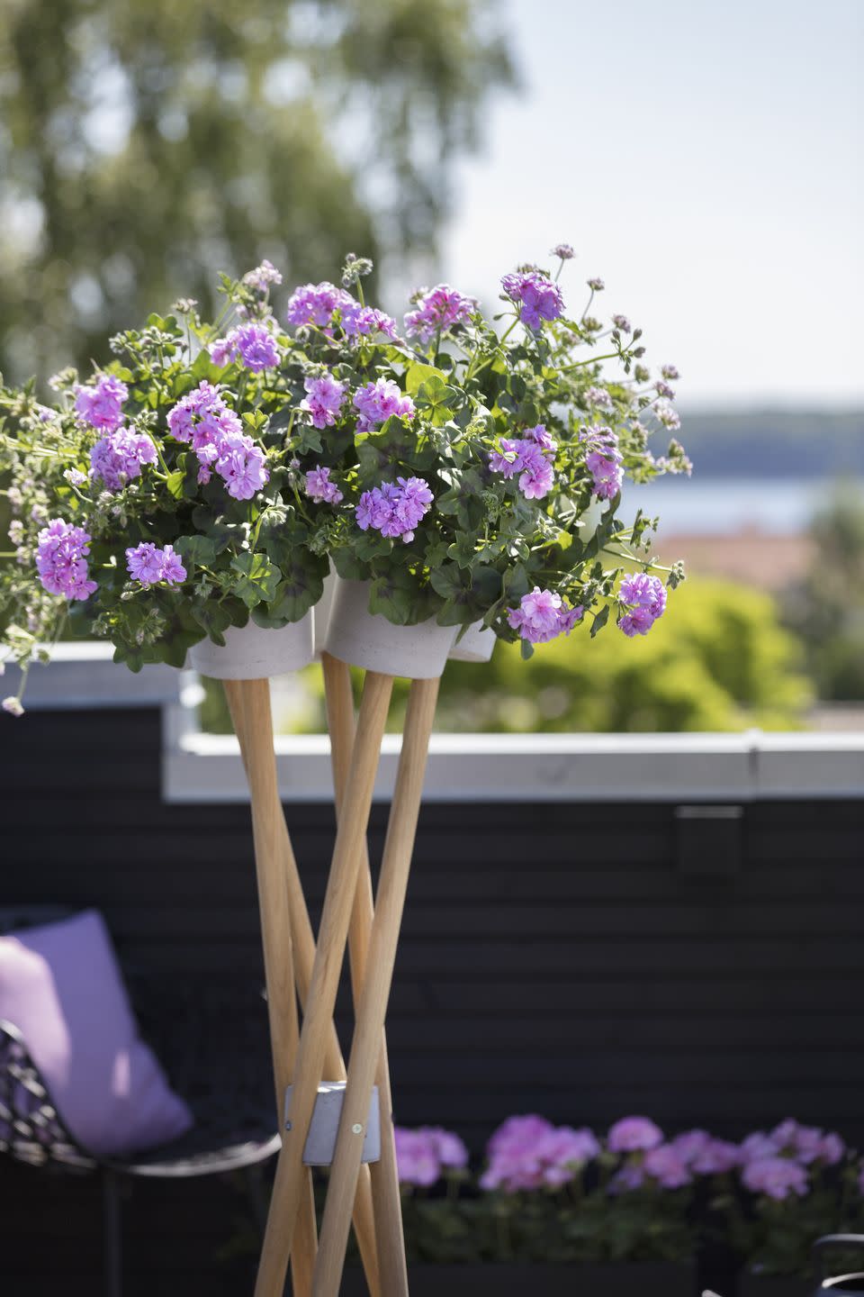 <p>Create height and interest on your balcony by placing your geraniums in a tall plant stand that will take up little floor space. This is ideal for displaying the cascading beauty of trailing geraniums.</p>