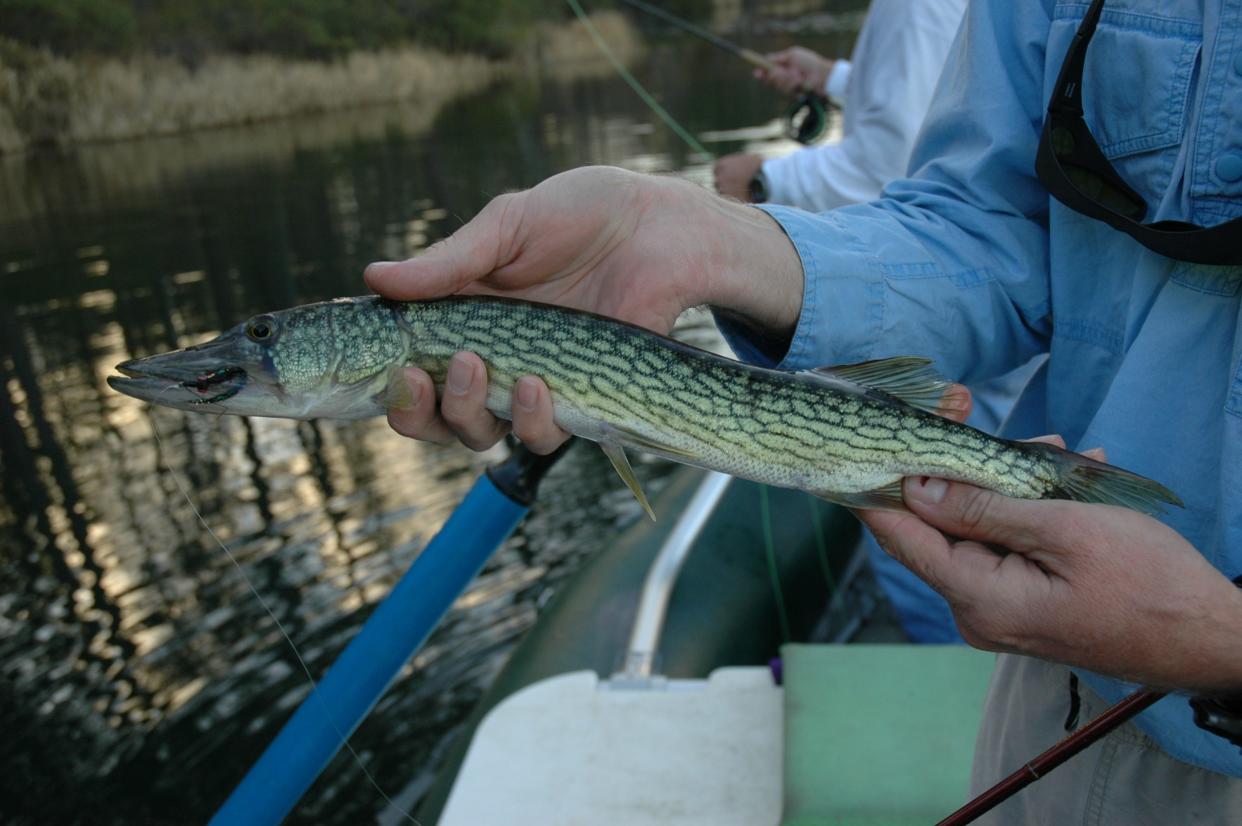 How can an outdoors enthusiast deal with the wintertime doldrums that mid-January can bring? By heading to East Texas for chain pickerel, an underappreciated game fish species in the Lone Star State which uses wintertime water temperatures to spawn in shallow, weedy waters that are perfect for fly fishermen and light spinning tackle enthusiasts.