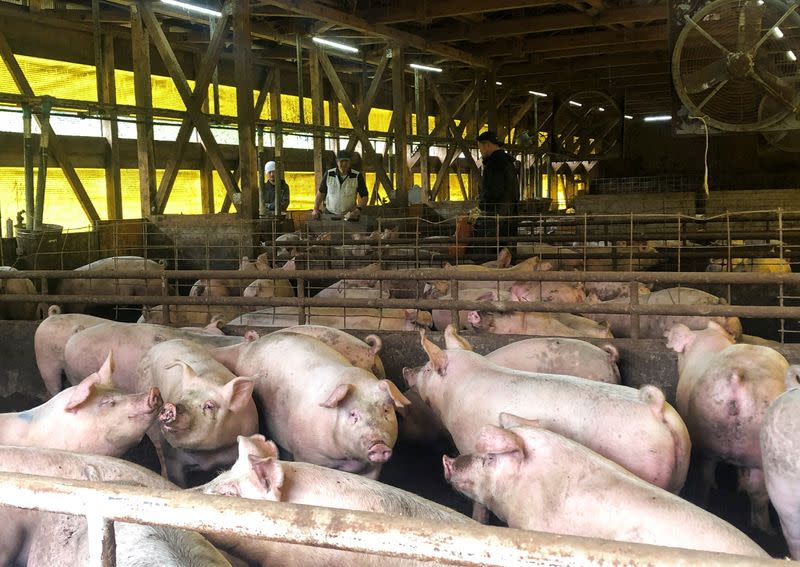 Hogs stand in their pens at Kazuharu Igarashi's farm, in Tsuruoka