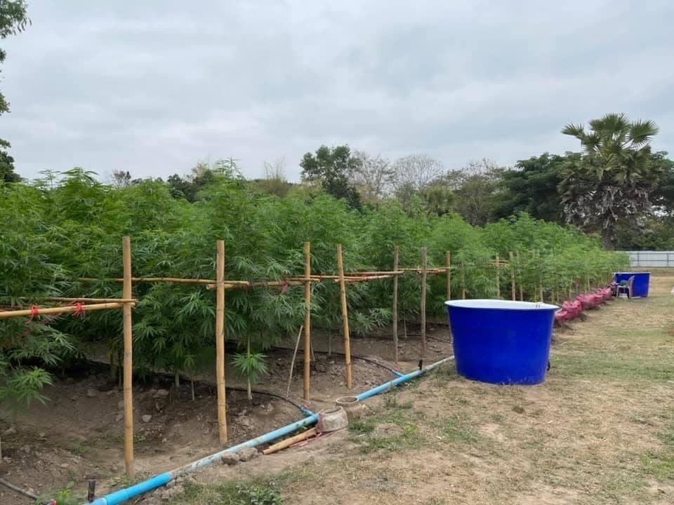 The farm in Lampang primarily grows cannabis as one of its major products but also keeps chickens.