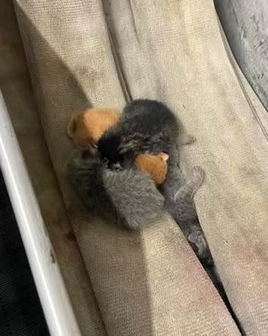 <p>Myrtle Beach Fire Department</p> A litter of kittens found on a firehose at a Myrtle Beach Fire Department fire station