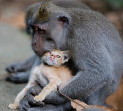 My cat doesn't let me do that (Anne Young/Solent News)