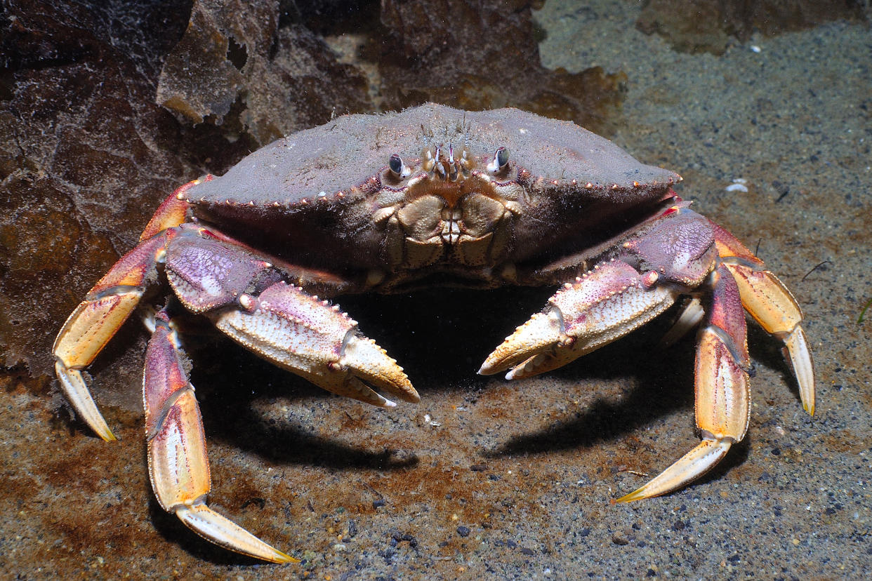 A close up of a Dungeness crab 