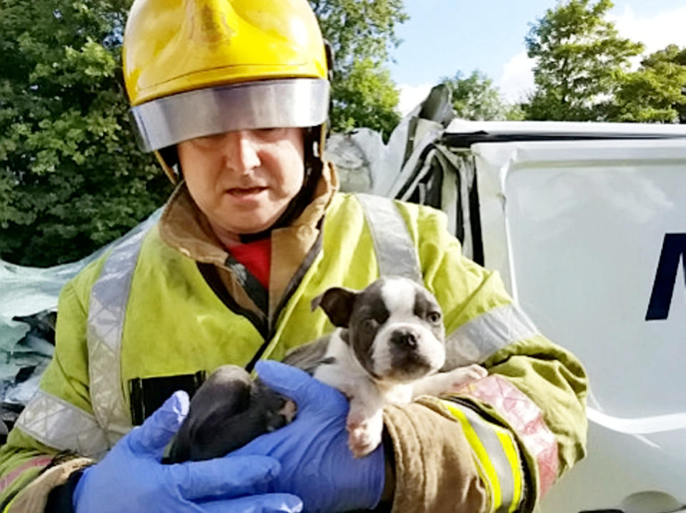 <em>`Cute – the one-year-old grey and white Staffordshire Bull Terrier was saved (Picture: SWNS)</em>