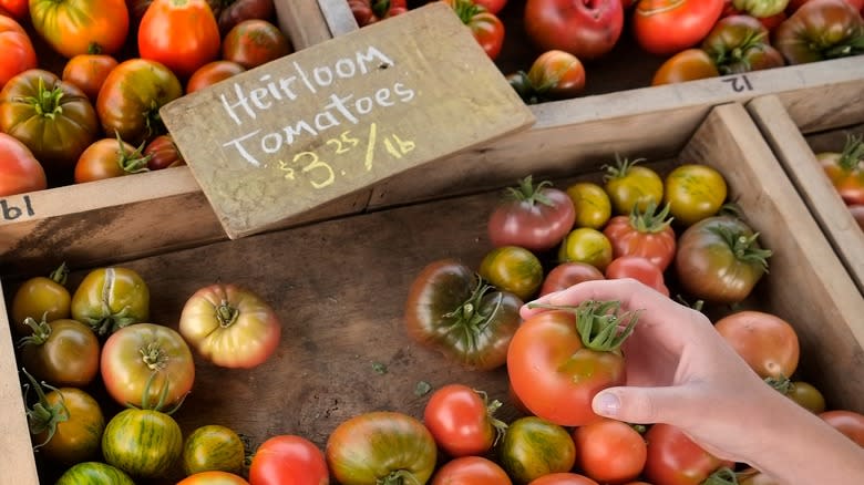 holding heirloom tomato in market