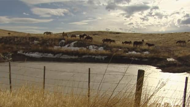 The Douglas Lake Cattle Company has won a years-old fight to restrict access to local anglers to two pristine trout lakes on its property. ( - image credit)