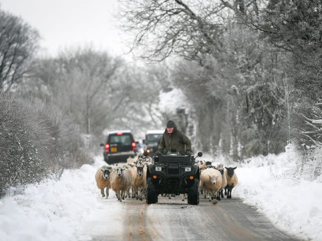 Sheep are driven to another field in the Cotswolds (PA)