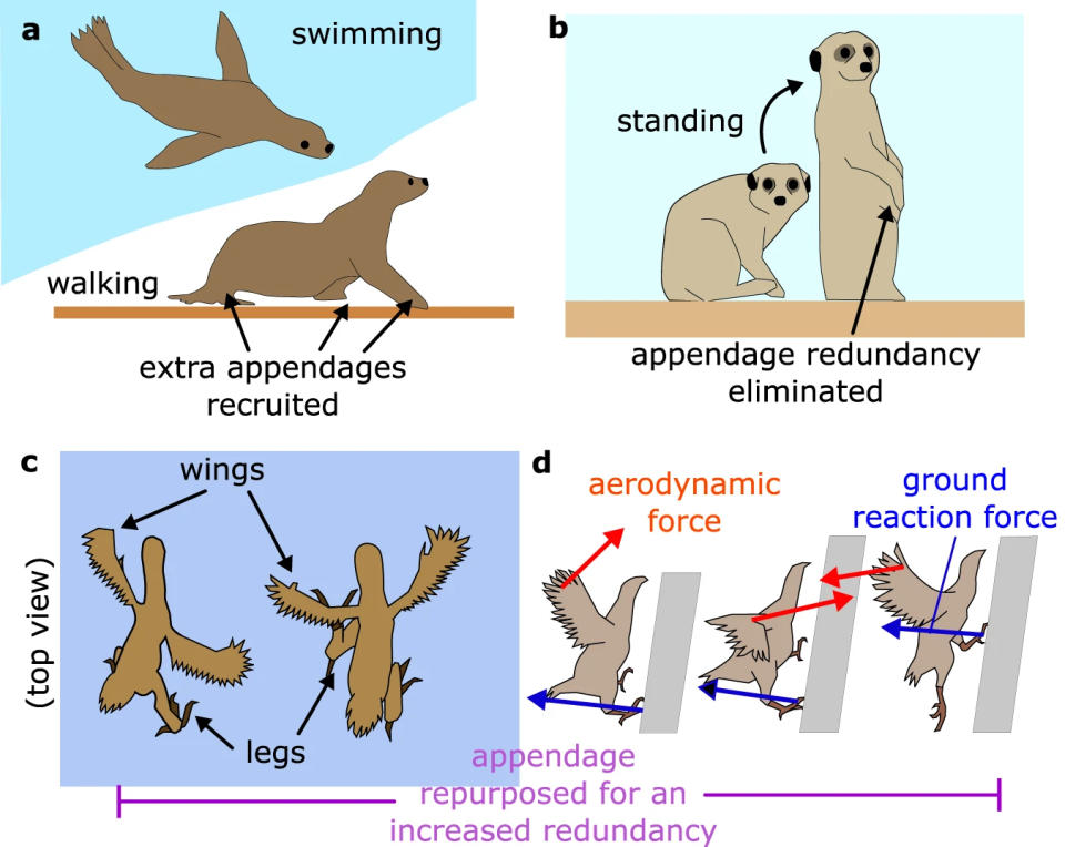 Four panels illustrate how animals use their appendages differently for different types of travel. Sea lions using their limbs differently in the water and on land, meerkats use their legs differently when standing tall, and birds use their wings for balance while walking.