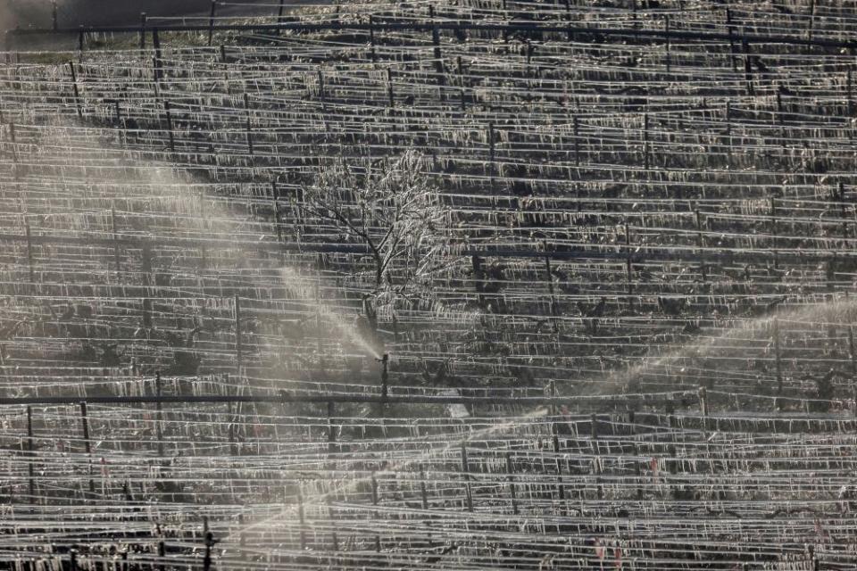 Water being sprayed to protect vineyards from frost damage outside Chablis in Burgundy, France, in April.