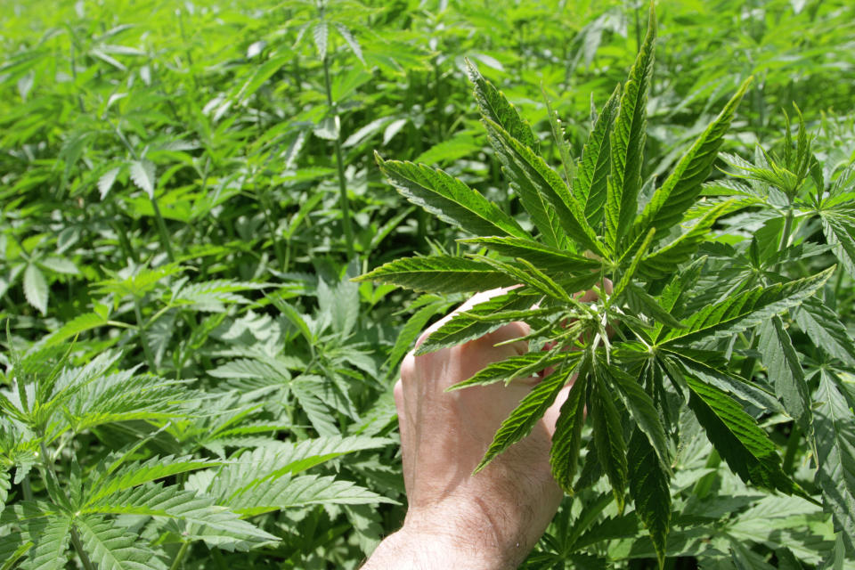 A person holding a cannabis leaf in an outdoor grow farm.