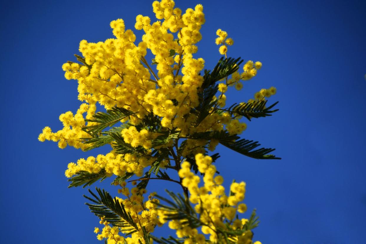 acacia flower yellow