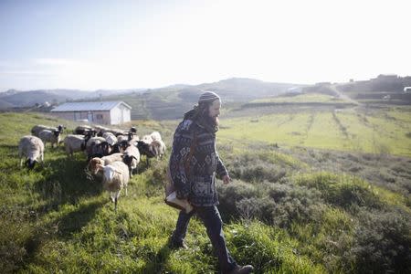 Netanel herds his sheep in a field near his home in the unauthorised Jewish settler outpost of Havat Gilad, south of the West Bank city of Nablus January 5, 2016. REUTERS/Ronen Zvulun