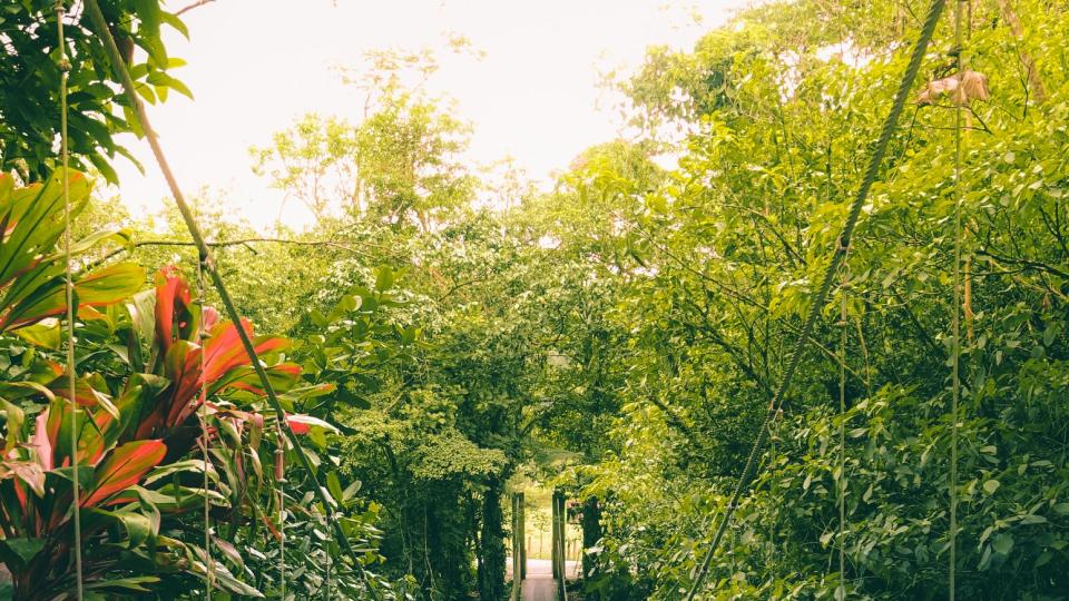 woman walking on the bridge in the jungle of costa rica