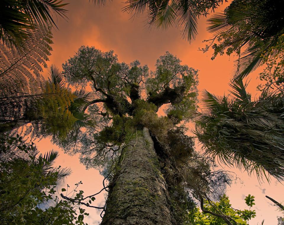 A Giant Kauri tree in Waitakere Ranges Regional Park near Auckland, New Zealand.&nbsp; (Photo: Mark Meredith via Getty Images)