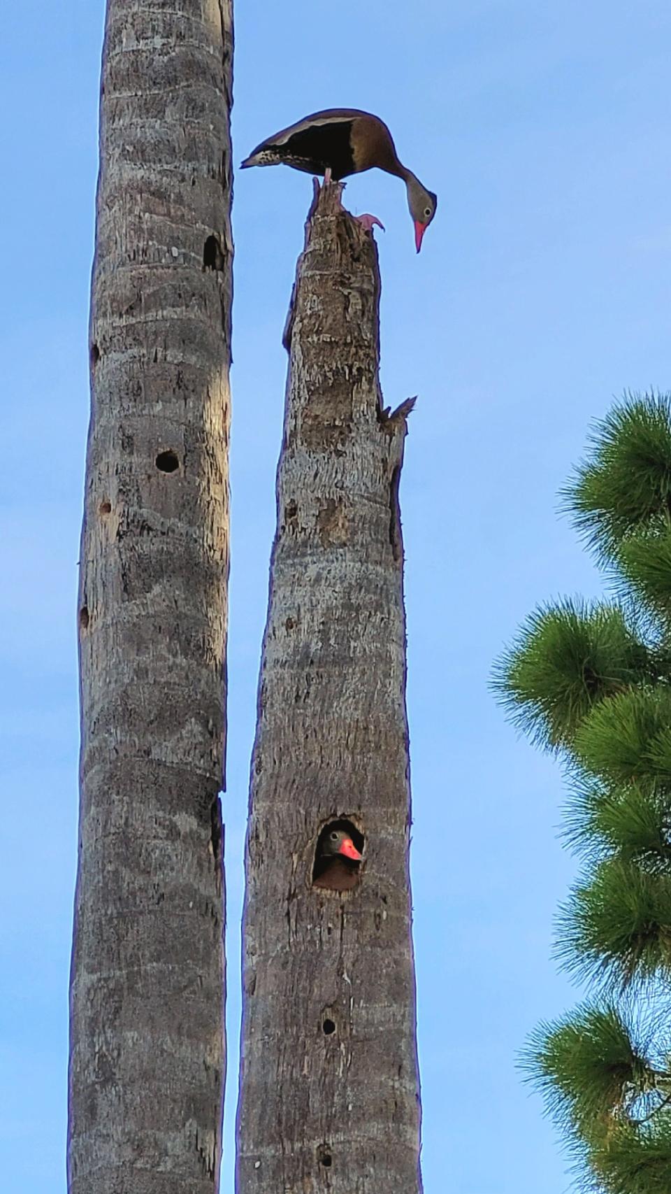 "Where Are You?" by Larry Stone won the Winged Life category.