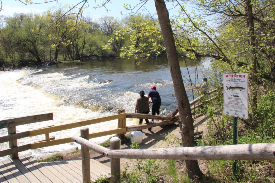 Anglers fish from both shores of the Milwaukee River at Estabrook Falls. A fish passage is planned at the site, which forms an impediment to lake sturgeon attempting to move upriver.