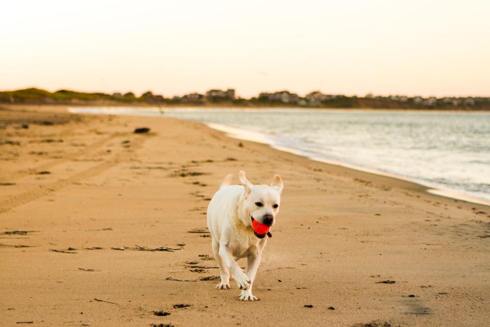 A yellow labrador retriever runs on a beach on Block Island with a ball in his mouth