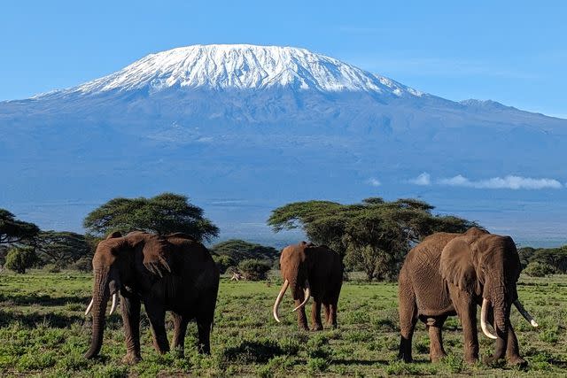<p>Paul Brady/Travel + Leisure</p> African elephants in front of Mount Kilimanjaro in the Kimana Sanctuary, Kenya
