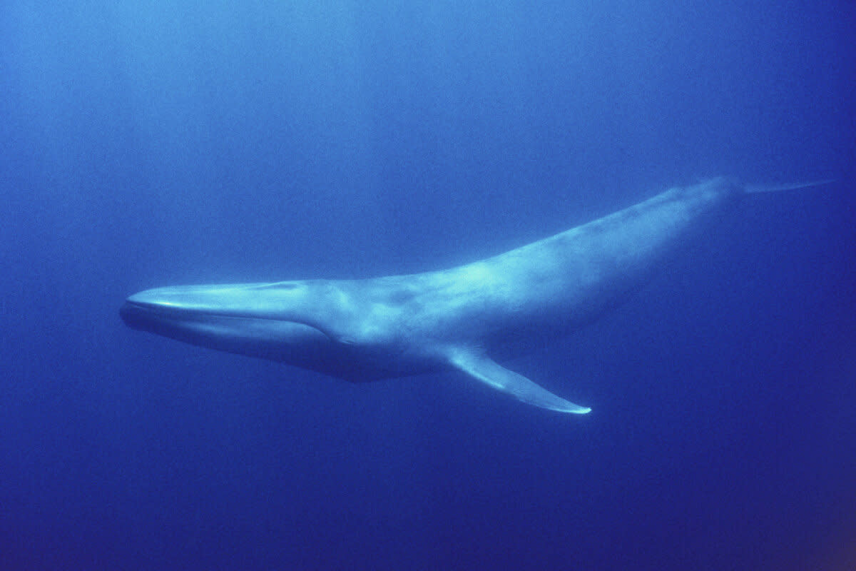 A blue whale. Mike Johnson / Australian Antarctic Division
