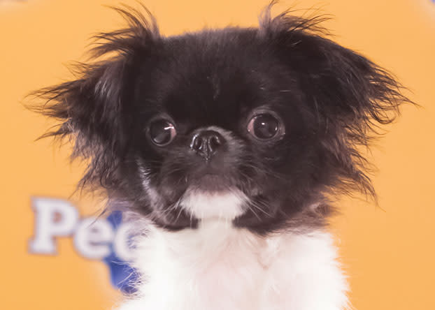 Simba, an 8-week-old Japanese chin, is "very playful and confident with other dogs." (Photo by Keith Barraclough/DCL)