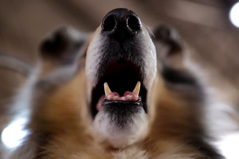 Saxson, a collie dog, rests during the Westminster Kennel Club Dog Show in New