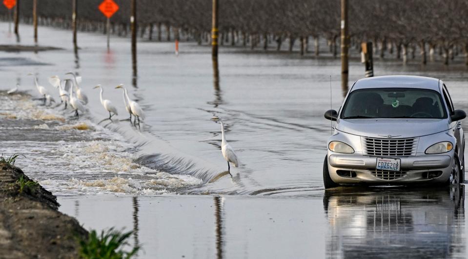 Greater egrets feed on fish Monday, March 20, 2023 near an abandoned car in flood water crossing Fourth Avenue north of Avenue 132 and the Tule River. 