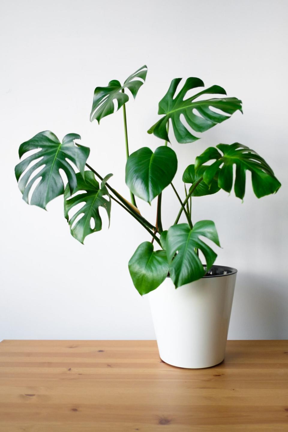 Monstera Deliciosa Plant in Pot