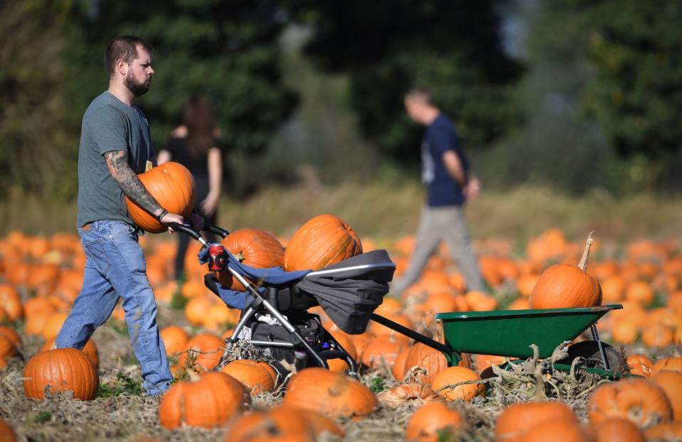 People shopping for pumpkins in Suffolk (PA)